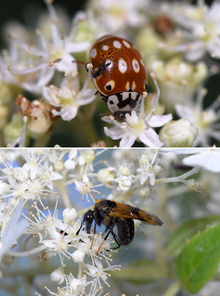 ノリウツギにいた虫