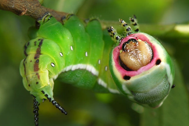 モクメシャチホコの幼虫