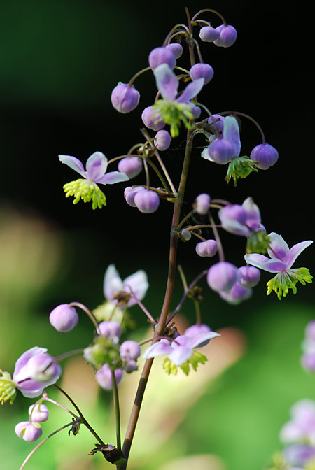 シキンカラマツの花