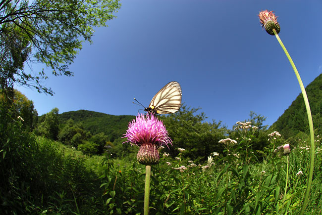 ミヤマシロチョウ