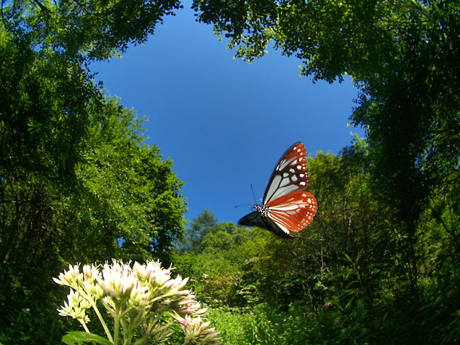 再びアサギマダラ