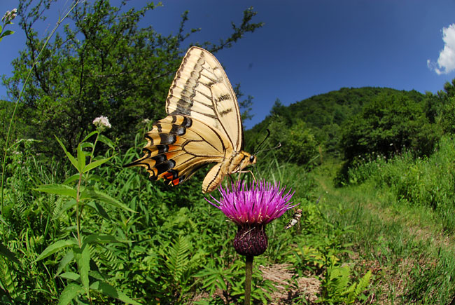 高原のキアゲハ