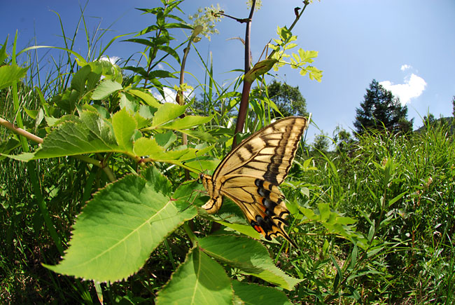 キアゲハの産卵