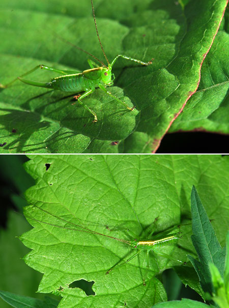 ササキリモドキ