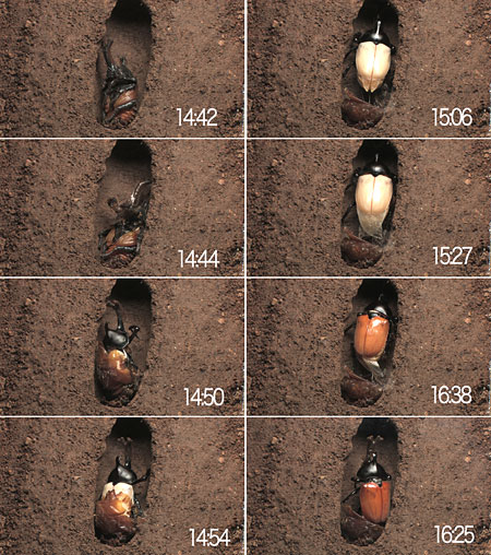 カブト虫の羽化