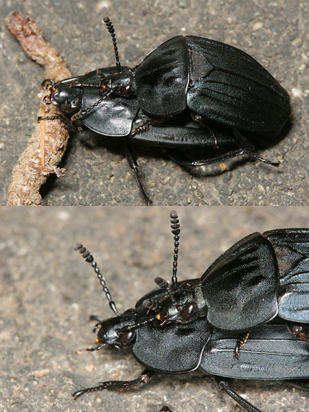 オオヒラタシデムシの交尾