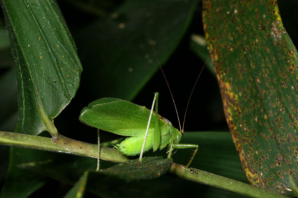 ハヤシノウマオイ
