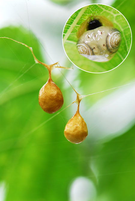 トリノフンダマシ