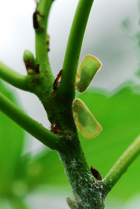 アオバハゴロモ