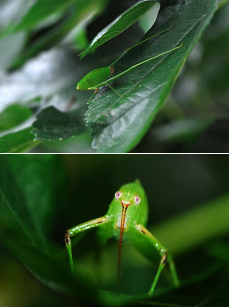 クダマキモドキの幼虫