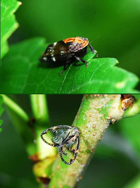 オグマブチミャクヨコバイ