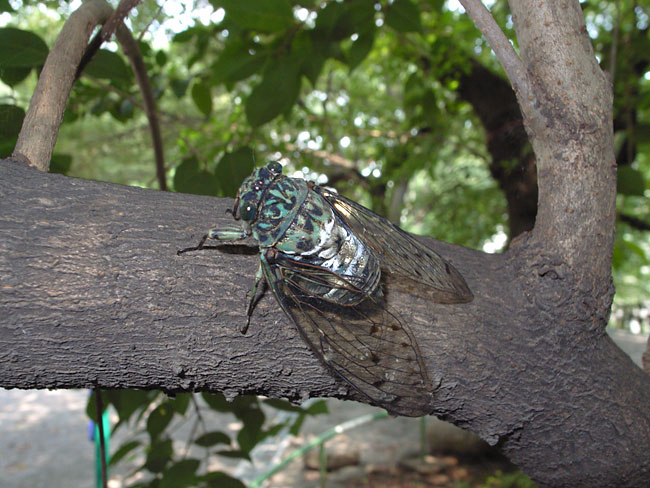 逃げないミンミンゼミ