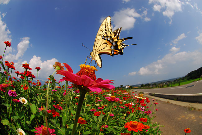 百日草とキアゲハ