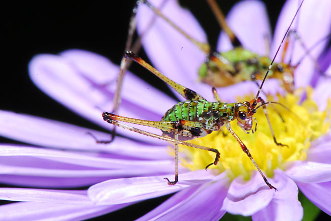 アシグロツユムシの幼虫