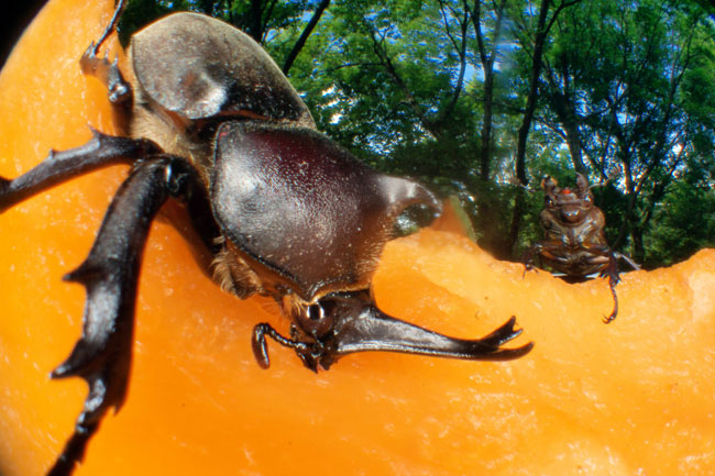 アトリエのカブトムシ