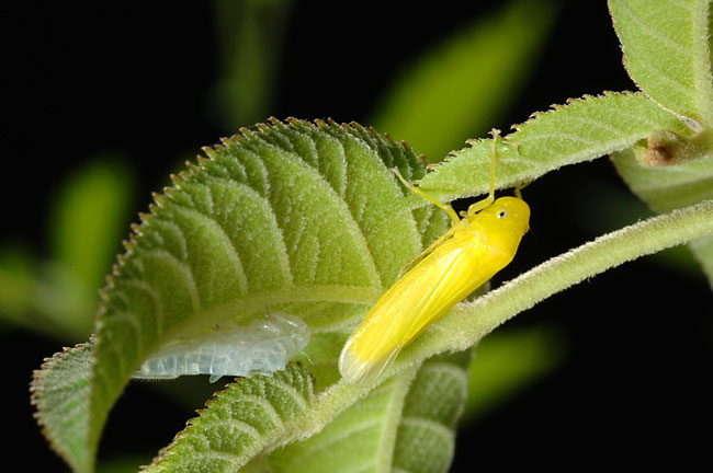 ツマグロオオヨコバイの羽化