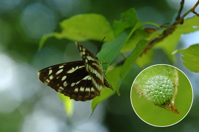 オオミスジの産卵