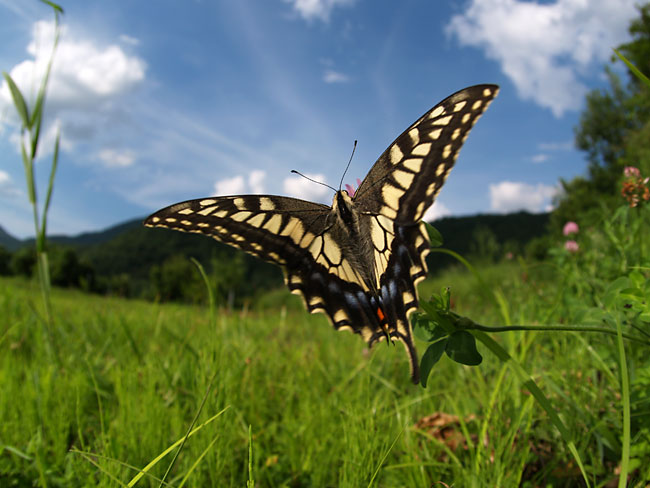 ゴマシジミを探しに