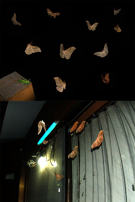 アトリエのヤママユ