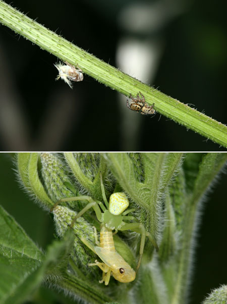 クモに捕らえられたツマグロオオヨコバイの幼虫