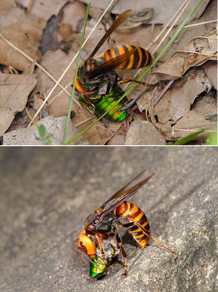 カナブンを食べるスズメバチ