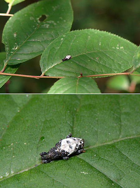 鳥の糞に似たホソアナアキゾウムシ