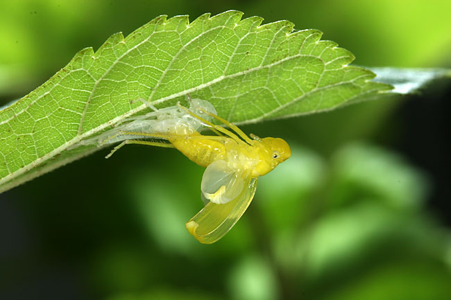 ツマグロオオヨコバイの羽化の様子