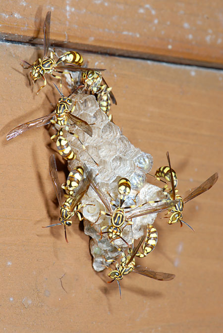 ヒメホソアシナガバチ