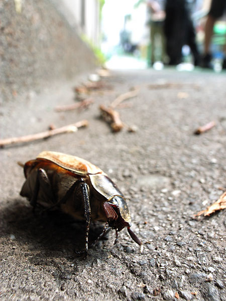 コフキコガネの死