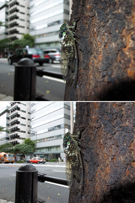 靖国通りのセミ