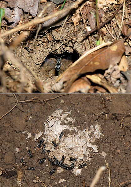 クロスズメバチの巣