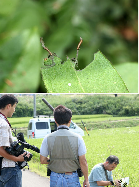 若手昆虫写真家