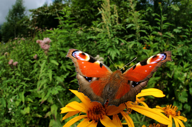 クジャクチョウ