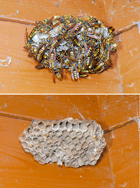 消えたアシナガバチ