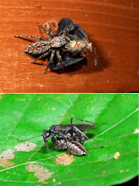 ハエトリグモの獲物と敵