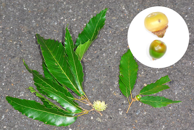 ハイイロチョッキリの落とし物
