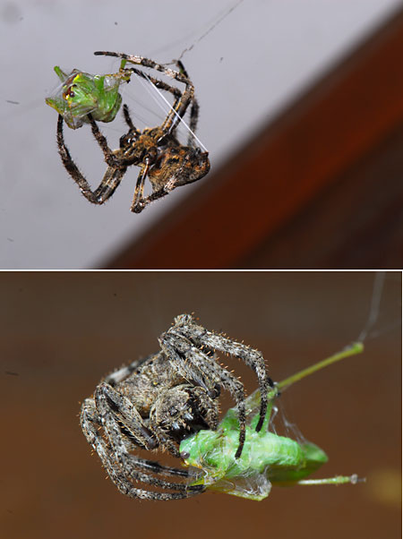 アトリエのオニグモ