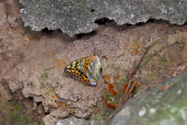 ミドリヒョウモンの産卵