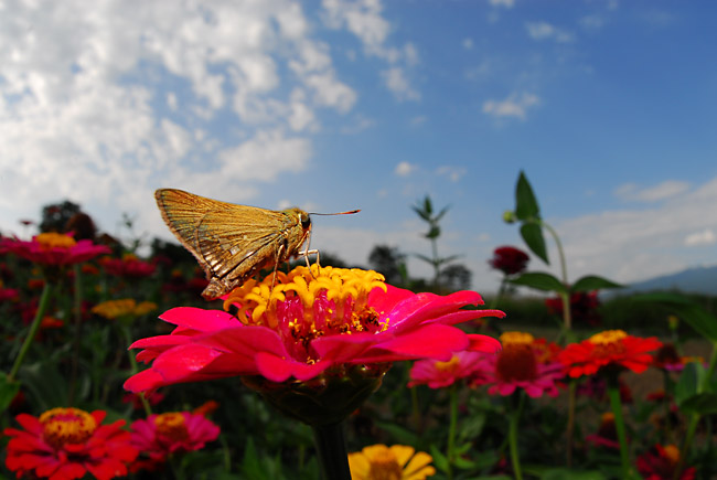 イチモンジセセリ