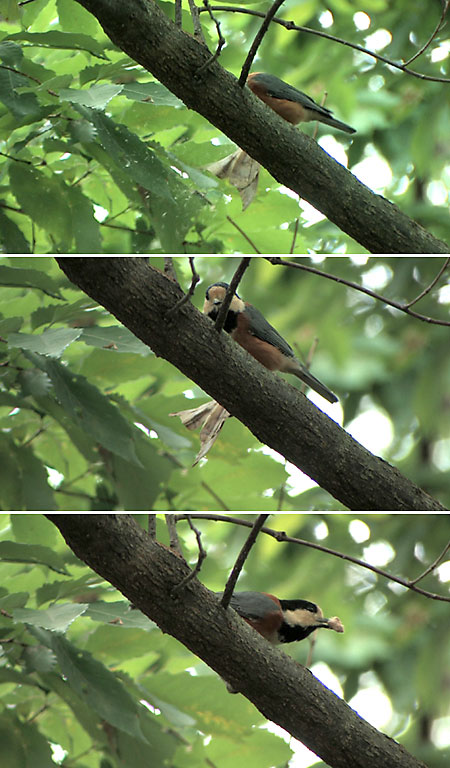 ヤママユを食べるヤマガラ
