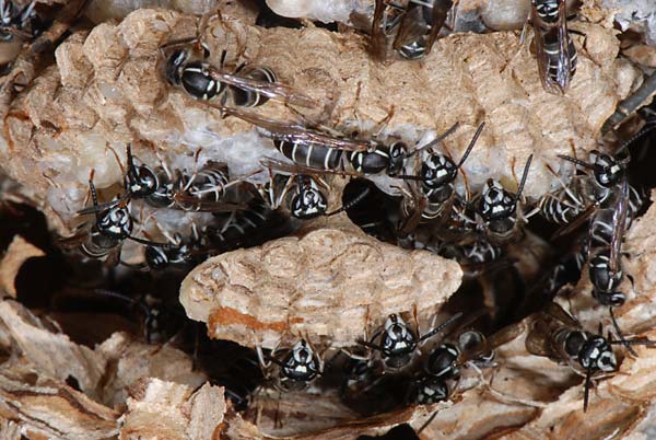 クロスズメバチ