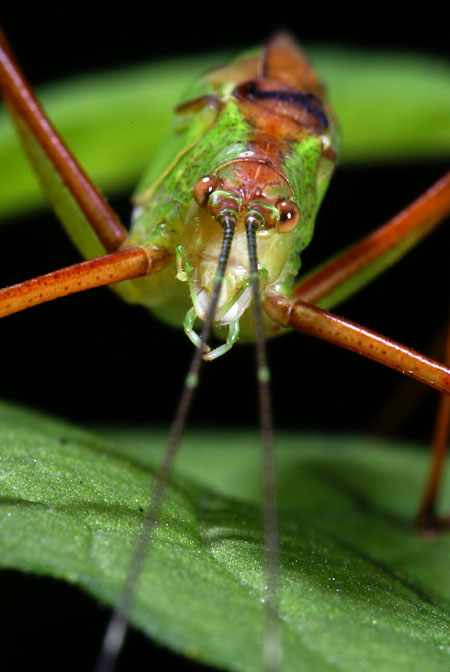 ホソクビツユムシの顔(α100）