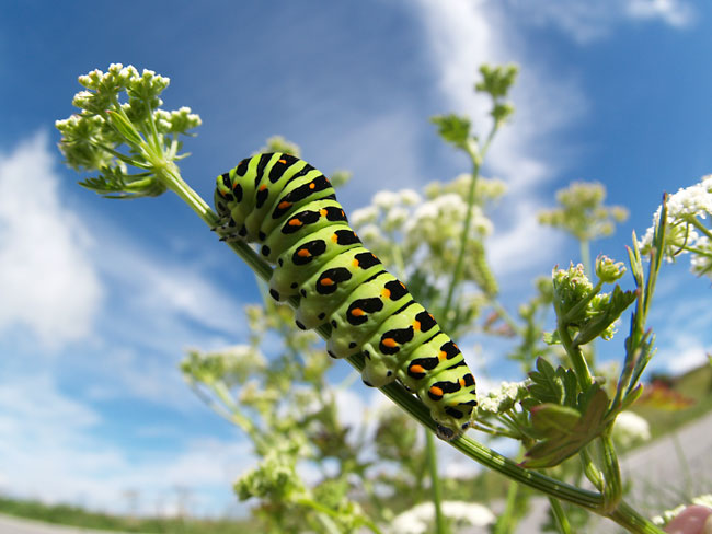 キアゲハの幼虫（ZUIKO　digital　8mm　Fisheye）