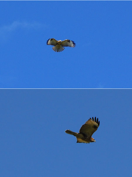 ホバリングするノスリ（D200　vs　α100）