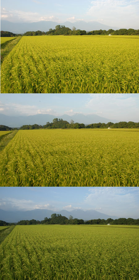 色づきはじめた田んぼ（D80 vs D200 vs α100）