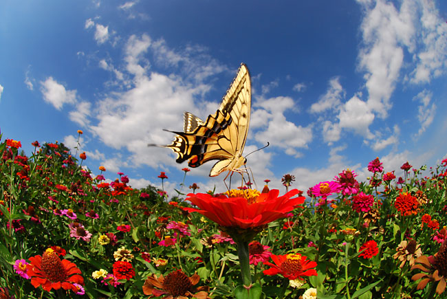 キアゲハを10.5mmで撮る（Ｄ８０）