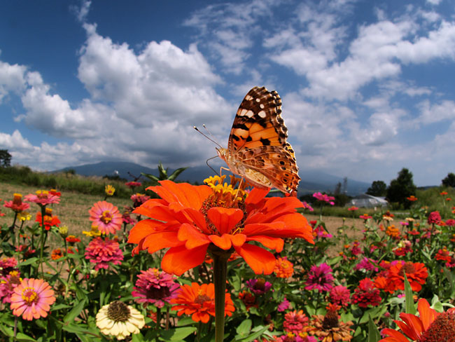 ヒメアカタテハ(E-500、ZUIKO8mm）