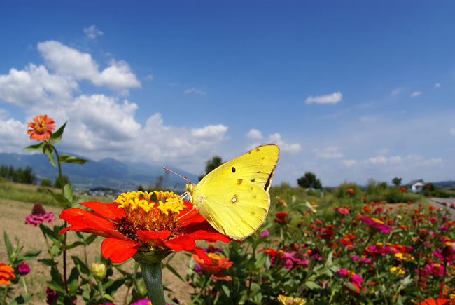 モンキチョウ（α100、Sigma15mm）