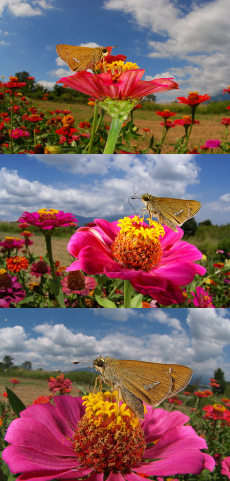 イチモンジセセリ（D80、α100、E-500）