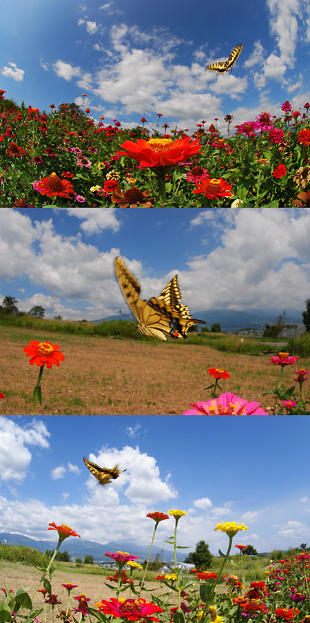 キアゲハの飛翔（D80　VS　α100　ストロボ同調速度）